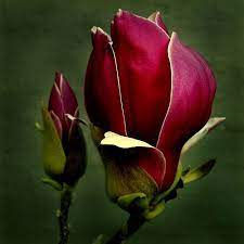 Magnolia 2 Beautiful Flowers Amazing Flowers Flowers