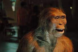 Australopithecus Afarensis Lucy At Cosmocaixa Science Museum Canine Tooth Prehistoric Art Ancestor