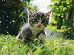 Of course a highly energetic cat will need more food to keep it healthy, and a lazy cat will need. Kitten Development From 3 To 6 Months