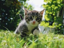 Tiger is in good health. Kitten Development From 3 To 6 Months