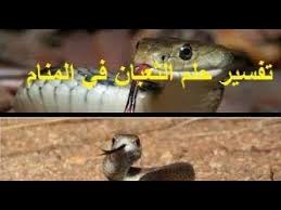 تفسير حلم الثعبان في المنام بالتفصيل ماذا لو رأيت الافعى او الحية في الحلم Fish Pet Pets