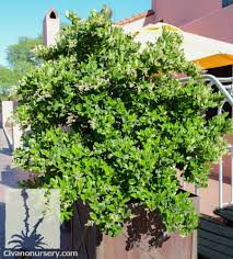 We did not find results for: Wax Leaf Privet Ligustrum Japonicum Civano Nursery Tucson Plant Nursery