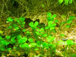 Image result for Marsilea aegyptiaca