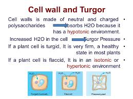 We did not find results for: Cellular Components Proceses Ppt Video Online Download