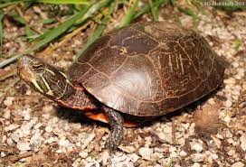 Image result for turtle