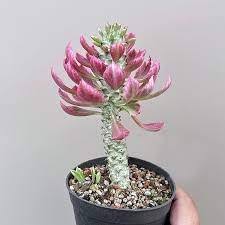 Image result for Monadenium friesii