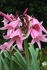 Image result for Crinum rautanenianum