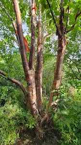 Image result for Brachystegia utilis