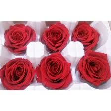 Flower petal tissues are soft and may not hold well after uptake, but foliage is different. Preserved Roses 8 Preserved Roses Per Order Colors Red White Dried Roses