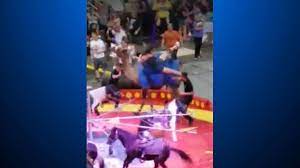Camels have thick lips which let them forage for thorny plants other animals can't eat. Peta Calls For End Of Animal Acts In Shrine Circus Cbs Pittsburgh
