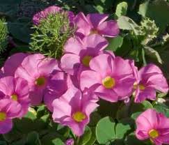 Image result for Oxalis purpurascens