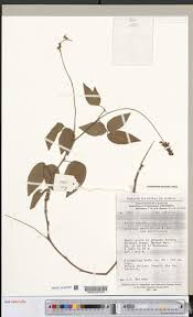 Image result for Eriosema parviflorum