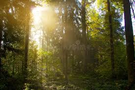 7,128 Forrest Sun Light Stock Photos