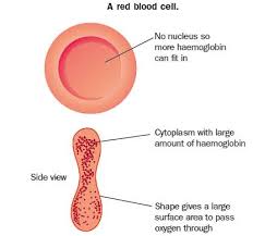 Maybe you would like to learn more about one of these? Blood Gcse Revision Biology Physiology Transport Animals 0 Blood Revision World