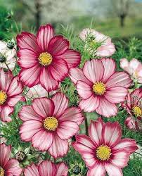 Image result for Ochna ovata