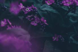 Purple love all things purple purple rain shades of purple purple flowers wallpaper flower phone wallpaper nature wallpaper wallpaper ideas art green gold art print by sarita rampersad. Hd Wallpaper Dark Emotion Nature Leaves Green Purple Spring Wallpaper Flare