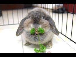 Little funny rabbit running on the field in summer. Funny And Cute Bunny Rabbit Videos Compilation 2014 New Youtube