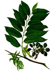 Image result for Cananga