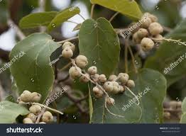 Image result for Croton macrostachyus
