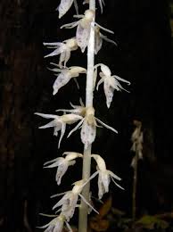 Image result for Epipogium roseum