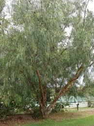 Image result for Schinus molle