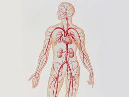 Learn the major arterial branches off the aorta in the chest, abdomen, and pelvis. Artery Structure Function And Disease