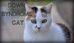 With the feet down, the cat is ready to land and make another move. Down Syndrome Cat Cats Are On Top
