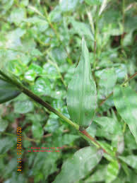 Image result for Oplismenus burmannii