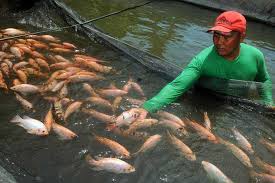 Di malaysia, ada beberapa usahawan yang berjaya di dalam penternakan ikan air tawar. 93 Kelompok Budi Daya Ikan Air Tawar Di Bangka Tengah Pacu Produksi