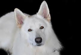 Browse search results for pastor aleman blanco pets and animals for sale in granbury, tx. Pastor Aleman Blanco Historia Fotos Y Mas 2020