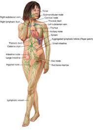 Lymphatic System Definition Of Lymphatic System By Medical Dictionary The manner of thinking, behaving, or reacting characteristic of a specific person: lymphatic system by medical dictionary