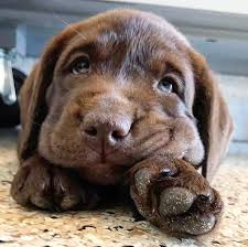 Epingle Par Ange Sur Trop Mignon Bebes Animaux Mignons Animaux Adorables Adorables Chiots