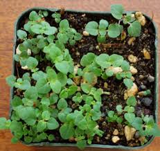 Image result for Clinopodium