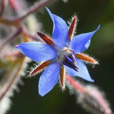 Image result for Borago officinalis