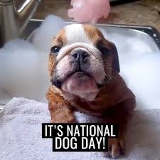 Dogs should not have to lose their lives because of the atrocities they have been forced to endure at the hands i think this description describes almost all dogs across the nation, but it feels good when they seem to be mentioning your dog specifically. Unilad It S National Dog Day Facebook