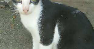 Kucing ini salah satu yang sudah memiliki tampilan yang terlihat menonjol karena dari warna bulunya mempunyai warna hitam di sebelah hidung, dan bagian lingkaran mata. Pin Di Portal Gambar