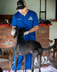 ANIMAL CENTER DR. LUIS E. DUARTE