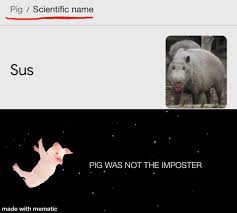 Fetal pigs is the name of pigs that haven't been born yet. Libreddit Search Results Flair Name Meme