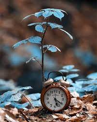 الوقت لاي جامل أحـد ا إن ه يترك تجاعيـد ه على قلوب الجميع أحلام مستغانمي miniature photography cool pictures for wallpaper beautiful nature wallpaper
