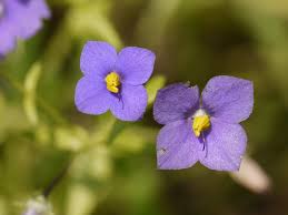 Image result for Exacum