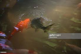 Koi Fish Swimming And Eating Fish Food In A Small Pond On August 2 Fish Swimming Koi Fish Fish