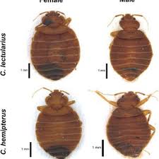 Image result for Cimex Lectularius L