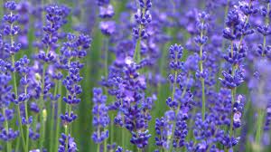 Lavender plants are often grouped by the region in which they grow. 10 Recommended Shrubs With Blue Or Lavender Flowers