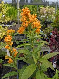 Image result for Cestrum × cultum