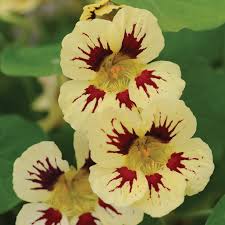 5 seeds thinned to 3. Tropaeolum Majus Annual Flowers Nasturtium Nasturtium Seeds