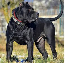 gokte bir guzel bordo serisi 1 final oldu kopek turleri cane corso bekci kopegi