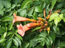 Hier findest du hummingbird artist zum besten preis. Cutting Trumpet Vine Plants How And When To Prune Trumpet Vines
