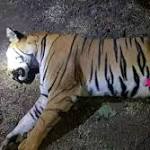 Man-eater Pandharkawda tigress shot dead