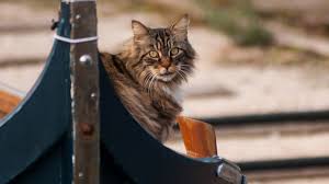 Le Saviez Vous Pendant Des Siecles Les Marins Pensaient Que Les Chats Avaient Des Pouvoirs Chat Chat Ecaille De Tortue Chat Tricolore