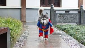 Husky puppy halloween costume dog freezes funny must see. Superman Husky Dog Costume Pet Costumes Pet Halloween Costumes Halloween Animals